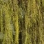 Galaxy S26 Plus - buiten - overdag - 10x