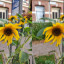 Foto gemaakt met Motorola Edge 30 Ultra: links 12 megapixels, rechts 200 megapixels. Spot de verschillen :)