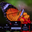 Sony Bravia A95L menu 