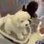 Ecovacs Lil Milo (1)