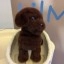 Ecovacs Lil Milo (3)