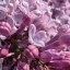 Foto gemaakt met Pixel 9 - overdag macro