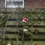 OnePlus 13 dag 02 zoom na verwijderen weerspiegeling