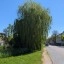 Pixel 10a - overdag - buiten - 1x