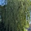 Pixel 10a - overdag - buiten - 2x